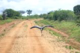 thumbnails/034-2800.Secretarybird_EOSR6.jpg.small.jpeg