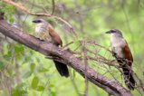 thumbnails/036-2849.White-browed Coucal_EOSR6.jpg.small.jpeg