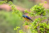 thumbnails/038-2868.Golden-breasted Starling_EOSR6.jpg.small.jpeg