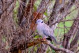 thumbnails/040-3084.Mourning Collared-Dove_EOSR6.jpg.small.jpeg