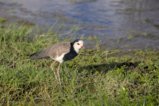 thumbnails/044-3249.Long-Toed Lapwing_EOSR6.jpg.small.jpeg