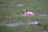 thumbnails/045-3267.Lesser Flamingo_EOSR6.jpg.small.jpeg