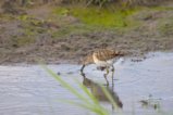 thumbnails/046-3291.Wood Sandpiper_EOSR6.jpg.small.jpeg