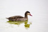 thumbnails/050-3349 v1.Red-billed Duck_EOSR6.jpg.small.jpeg