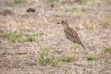 thumbnails/052-3465.Spotted Thick-Knee_EOSR6.jpg.small.jpeg