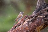 thumbnails/053-3479.Parrot-billed Sparrow_EOSR6.jpg.small.jpeg