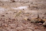 thumbnails/054-3481.Double-banded Courser_EOSR6.jpg.small.jpeg