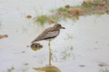 thumbnails/055-3494.Water Thick-Knee_EOSR6.jpg.small.jpeg