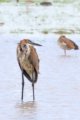 thumbnails/057-3533 v1.Goliath Heron_EOSR6.jpg.small.jpeg