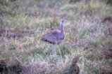 thumbnails/058-3623.Hartlaub's Bustard_EOSR6.jpg.small.jpeg