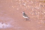 thumbnails/059-3722.Three-Banded Plover_EOSR6.jpg.small.jpeg