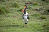 thumbnails/060-3727.Saddle-billed Stork_EOSR6.jpg.small.jpeg