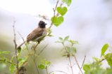 thumbnails/063-3795 v1.Common Bulbul_EOSR6.jpg.small.jpeg