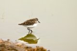 thumbnails/068-ER6_3371 Little Stint v1.jpg.small.jpeg